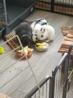 Konijnen met toebehoren, Dieren en Toebehoren, Ophalen, Gebruikt, Overige typen