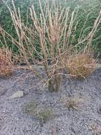 Hazelnootboom., Ophalen, Overige soorten, Volle zon