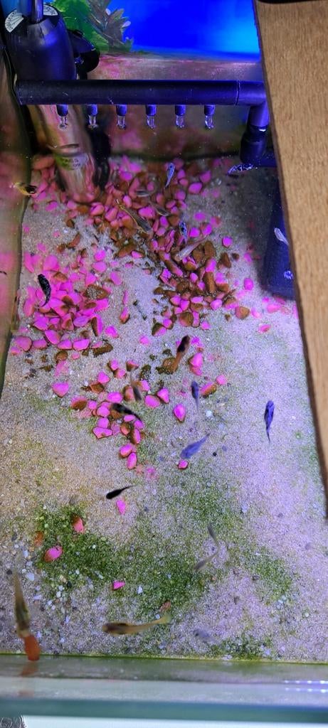 Aquariumvissen, Dieren en Toebehoren, Vissen | Aquariumvissen, Vis, Zoetwatervis