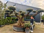 Mega bonsai olijfboom / olijfbomen met plateaus's te koop!!, Tuin en Terras, Planten | Bomen, Bloeit niet, Ophalen of Verzenden