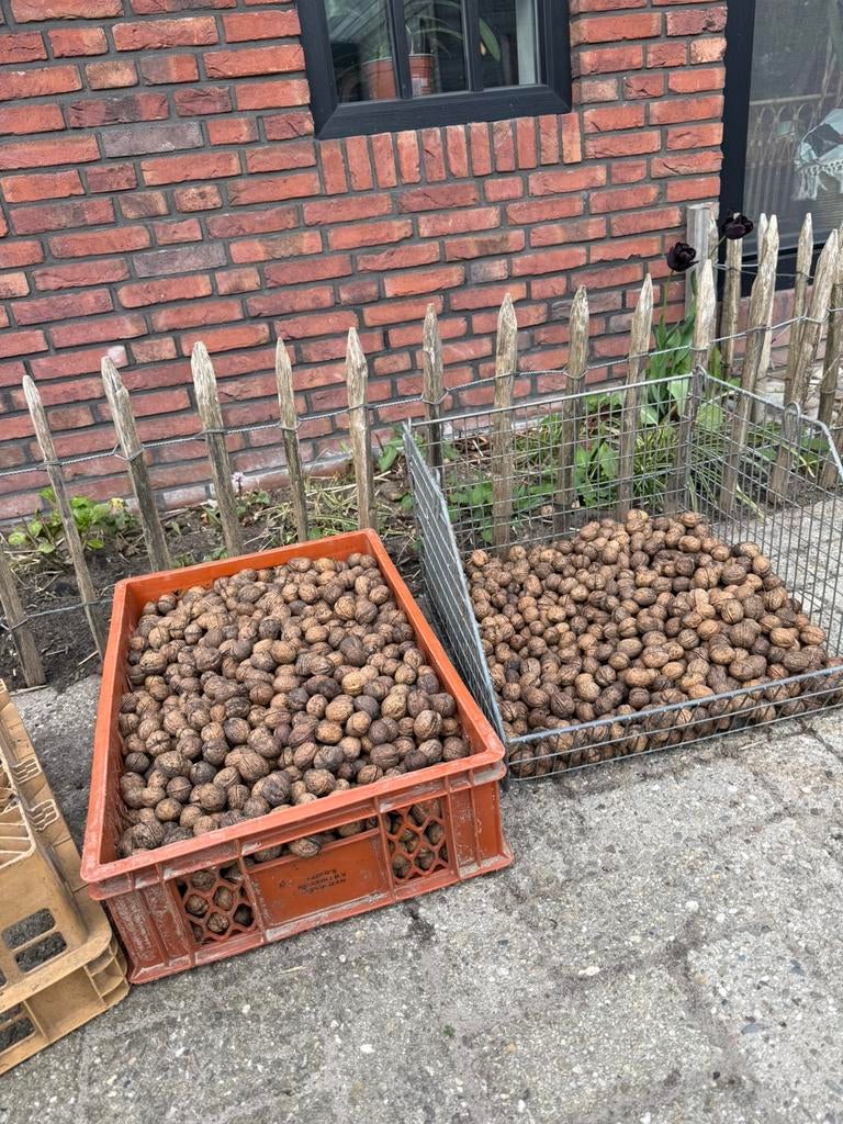 Twee manden walnoten, Diversen, Levensmiddelen, Ophalen of Verzenden