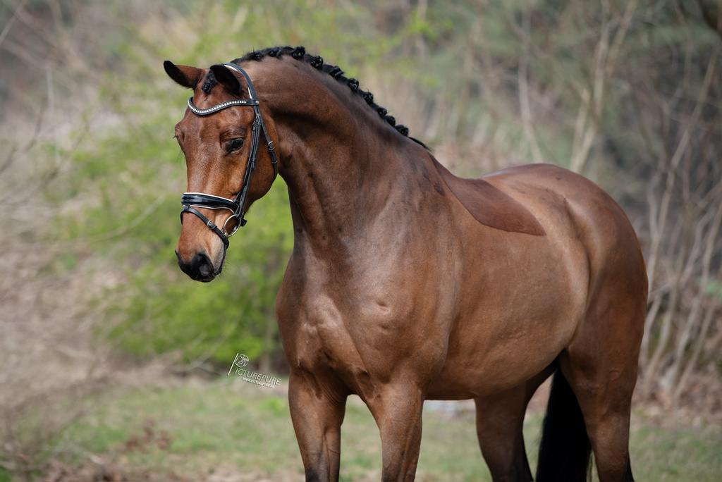 7 jr franklin ruin te koop, 175 cm of meer, B, Ruin, Dressuurpaard