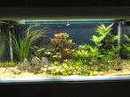 Aquael Glossy 120 aquarium, Ophalen, Gebruikt, Gevuld zoetwateraquarium