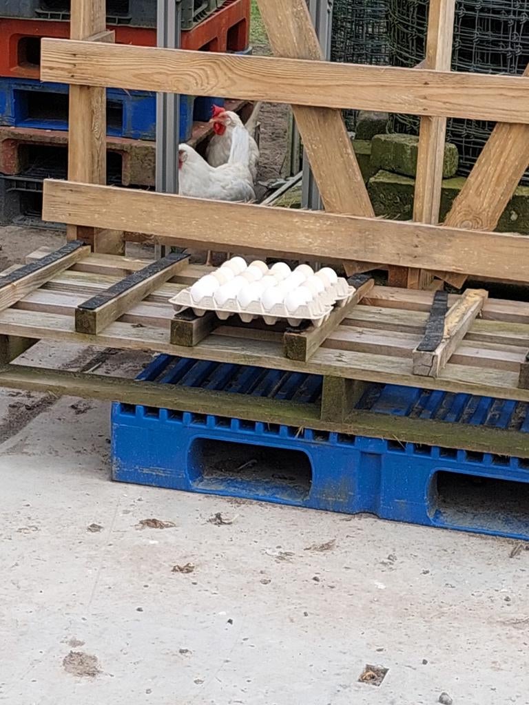 Eieren, Geslacht onbekend, Kip