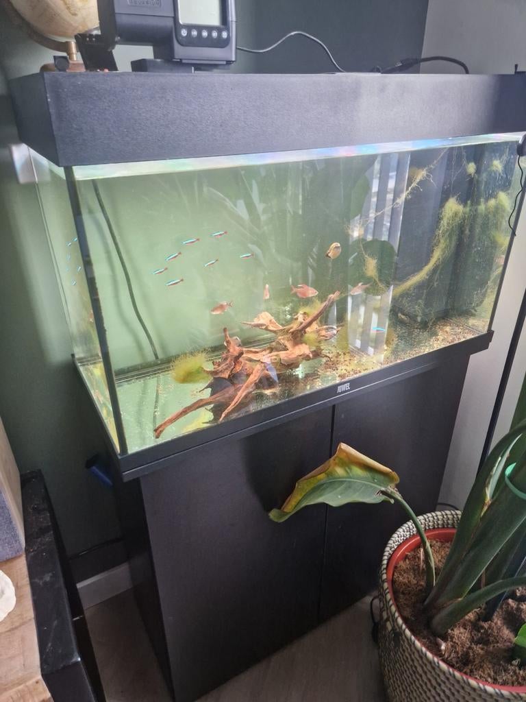 JUWEL 125 liter  aquarium incl kast, helialux lamp en vissen, Ophalen, Gebruikt, Inclusief vissen, Gevuld zoetwateraquarium