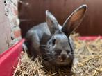 Vlaamse Reus/Lotharinger kruising, Dieren en Toebehoren, Konijnen, Vrouwelijk, Groot, 0 tot 2 jaar