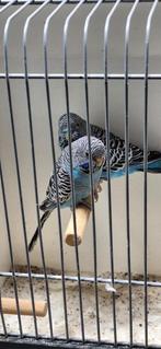 Koppel blackface parkieten, Meerdere dieren, Parkiet