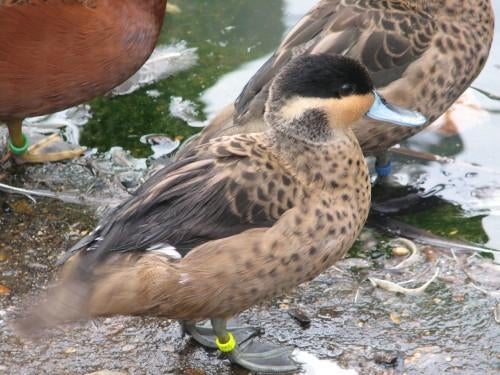 Hottentottaling | Gezonde broedkoppels | passend advies, Meerdere dieren, Eend