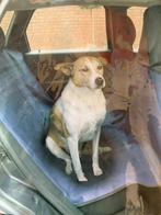 Autodeken Bescherminghoes Achterbank 150 x 140 cm | GOEDKOOP, Ophalen of Verzenden, Nieuw, Overige