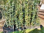 28 Hedera hibernica klimop 125-150 cm, Ophalen, Vaste plant, Halfschaduw, Winter