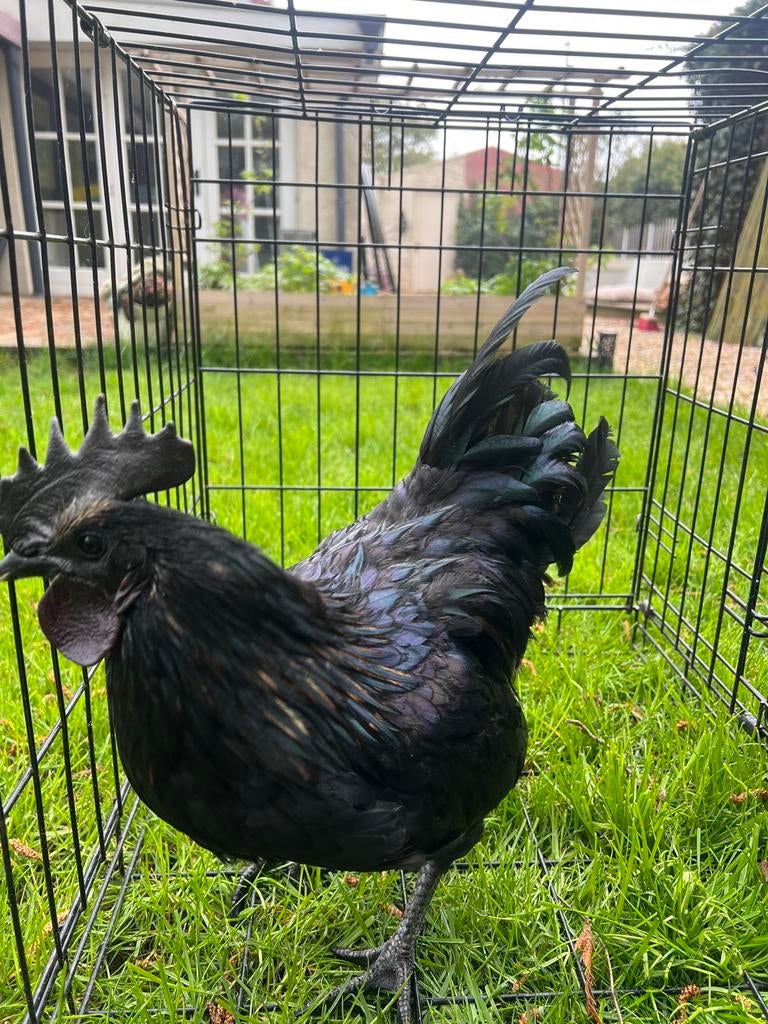 Ayam cemani mix haantje, Dieren en Toebehoren, Pluimvee, Mannelijk, Kip