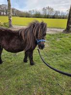 Merrie shetlander, Merrie