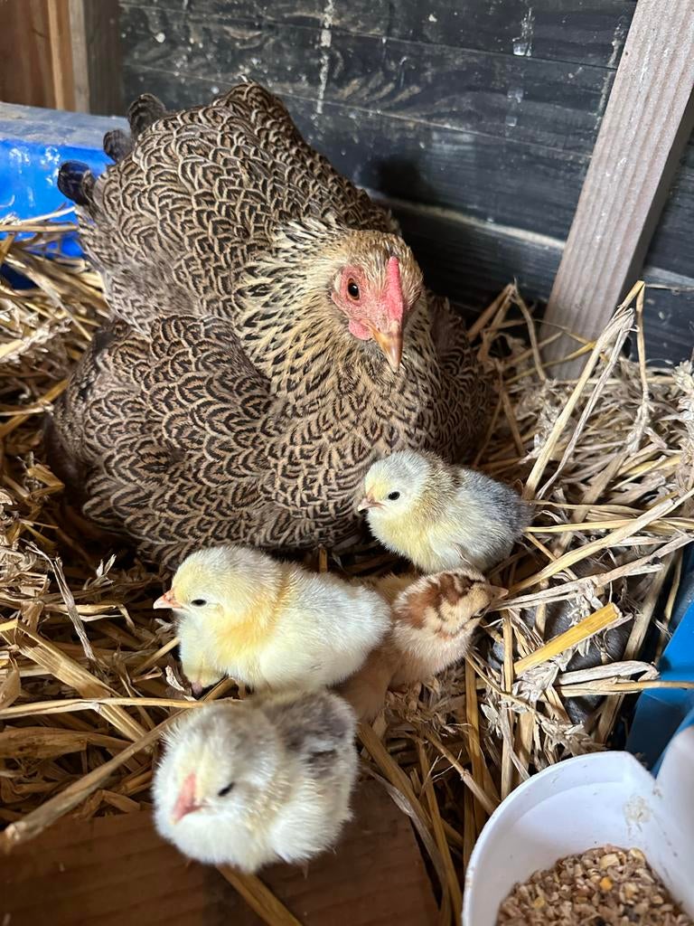 Broedeieren Wyandotte kriel, Dieren en Toebehoren, Pluimvee, Geslacht onbekend, Kip