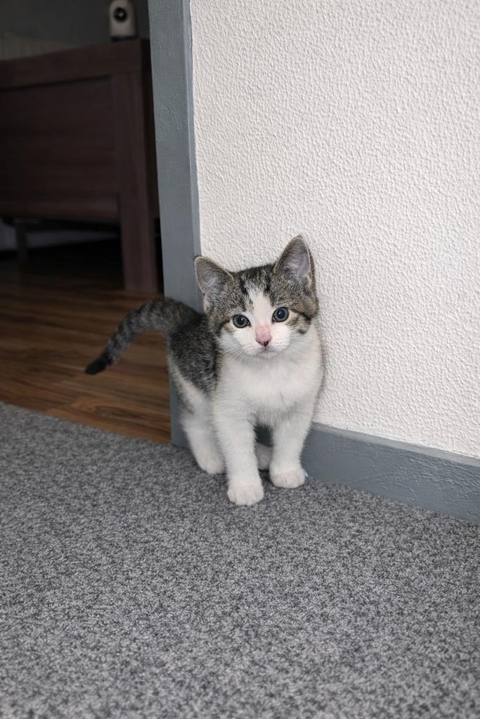 Ragdolls x Europese korthaar kittens poes, Dieren en Toebehoren, Poes