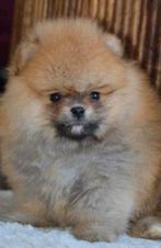 Pomeranian pups pomeriaan reu en teefje bear face🐻, Dieren en Toebehoren, Honden | Poolhonden, Keeshonden en Oertypen, 8 tot 15 weken