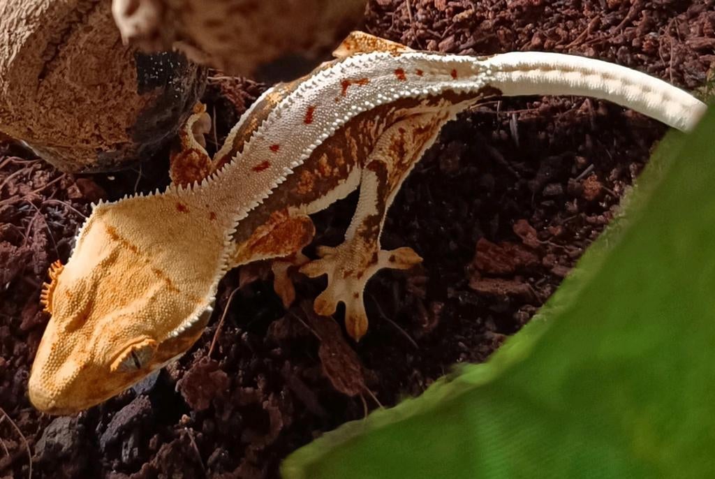 Wimpergekko nakweek 2025 LW Crested Gecko - female for sale from Sabrina
