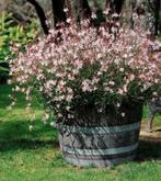 Houten bloembak half wijnvat whiskyvat palm/vijgenboom tuin