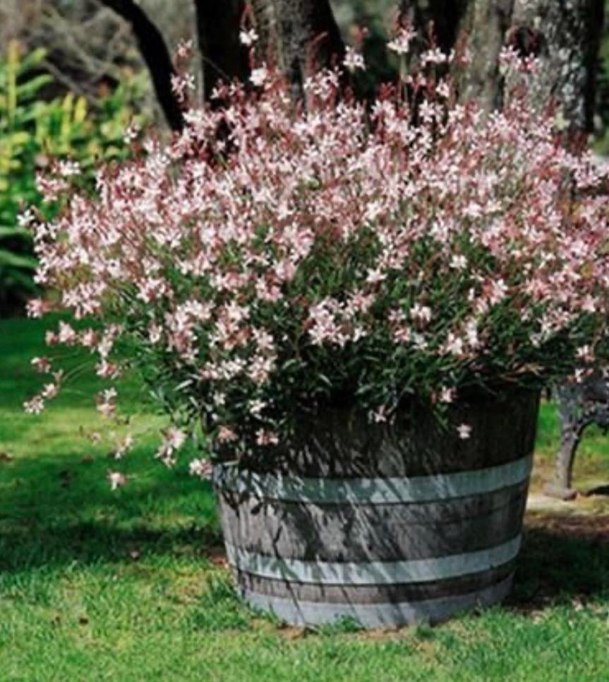 Houten bloembak half wijnvat whiskyvat palm/vijgenboom tuin, Tuin en Terras, Bloembakken en Plantenbakken, Nieuw, Hout, Binnen