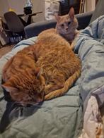 Mama en Zoon europees korthaar, Dieren en Toebehoren, Katten en Kittens | Overige Katten, Poes, 3 tot 5 jaar