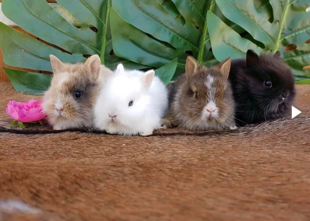 Mini leeuwenkop konijntjes  dwerg konijn, Dieren en Toebehoren, Konijnen, Meerdere dieren, Dwerg, 0 tot 2 jaar
