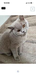 Britse korthaar, Kater, Kortharig, 0 tot 2 jaar