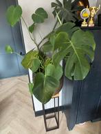 Monstera Deliciosa te koop, Ophalen, Halfschaduw, Minder dan 100 cm