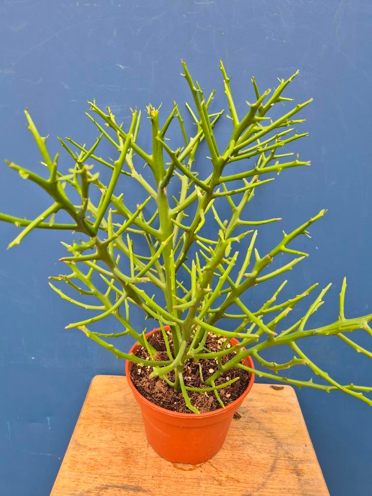 BIO Euphorbia x Lambinoniana p15 (2)
