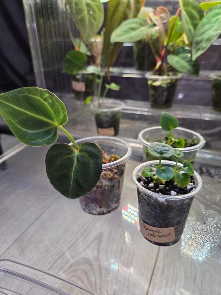 OPRUIMING! anthurium pakket!, Ophalen of Verzenden, Eenjarig, Overige soorten, Volle zon