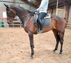 Topbrave 5 jr ruin ca 1,70 mtr(recreatie-manege-sport), Dieren en Toebehoren, Ruin, 3 tot 6 jaar, Met stamboom, B