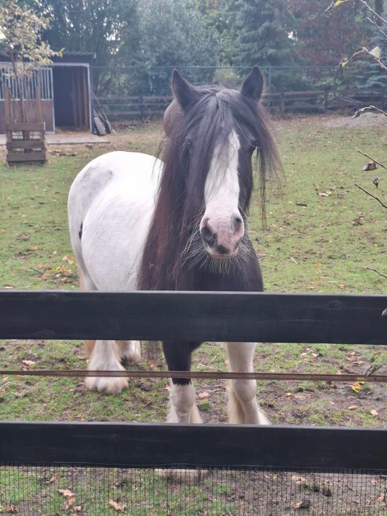 Verzorger gezocht, Ophalen
