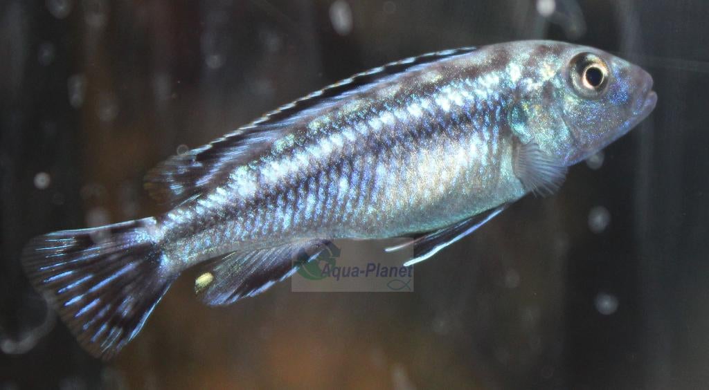Melanochromis johannii, Dieren en Toebehoren, Vissen | Aquariumvissen, Vis, Zoetwatervis