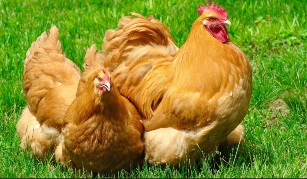 Broedeieren Orpington Buff kriel, Dieren en Toebehoren, Pluimvee, Geslacht onbekend, Kip