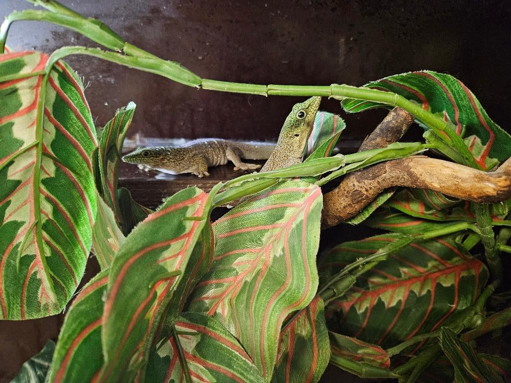 Phelsuma standingi Madagaskardaggekko koppel, Dieren en Toebehoren, Hagedis, 0 tot 2 jaar