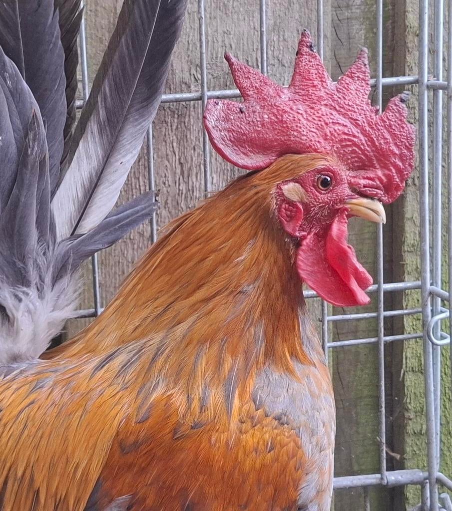Kippenopvang zoekt mooie plek voor deze prachtige haan!, Mannelijk, Kip