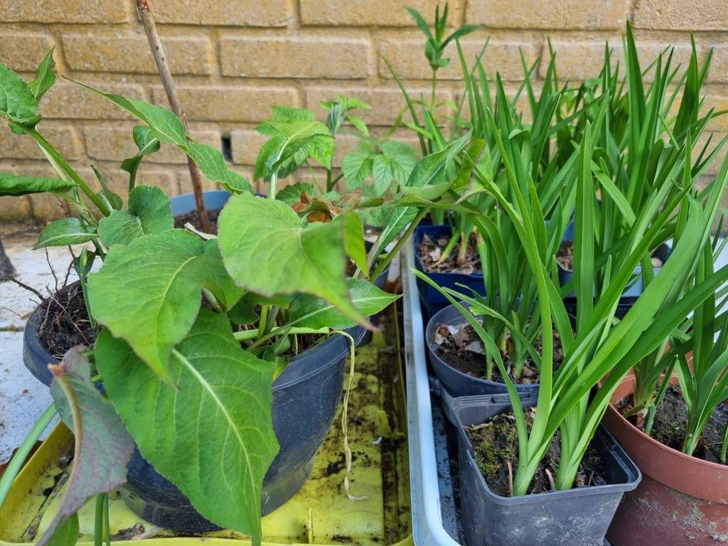 Diverse soorten vaste tuinplanten, Tuin en Terras, Ophalen, Overige soorten