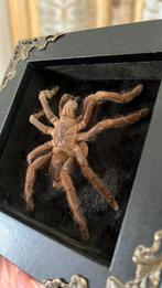 Prachtig ingelijste vogelspin, Dieren en Toebehoren, Insecten en Spinnen, Spin of Schorpioen