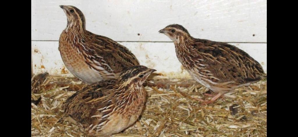 Europese kwartels, Meerdere dieren, Wildzangvogel, Geringd