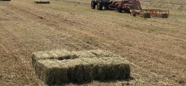 Kleine pakjes hooi, Dieren en Toebehoren, Dierenvoeding, Vee, Ophalen