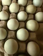 Broedeitjes (kuikens) beschikbaar van de Dongxiang Lukedanji, Dieren en Toebehoren, Meerdere dieren, Kip