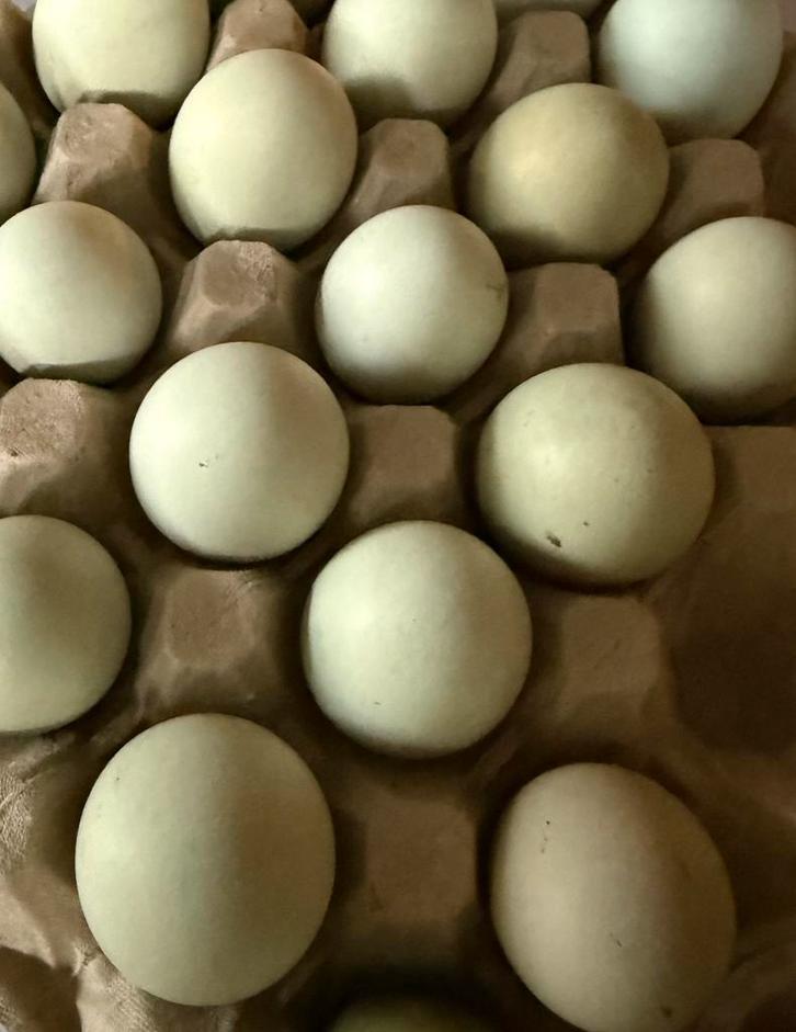 Broedeitjes (kuikens) beschikbaar van de Dongxiang Lukedanji, Dieren en Toebehoren, Pluimvee, Kip, Meerdere dieren