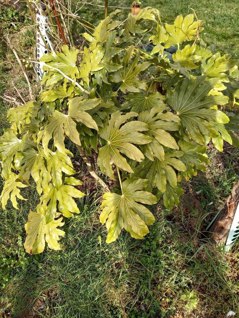 Fatsia Japonica, Tuin en Terras, Ophalen, Vaste plant, Overige soorten, Halfschaduw