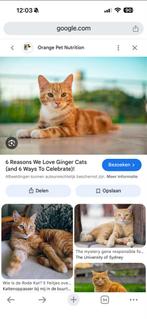 Gezocht Lieve Speelse Kater mag gratis zijn of bijna gratis, Kater, Kortharig, 6 jaar of ouder