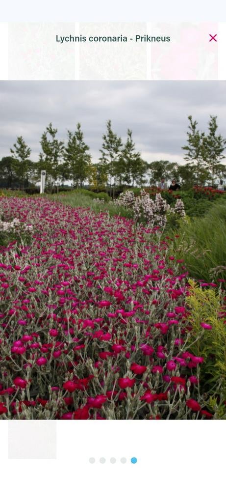 Grote kluiten Prikneus ( Lychnis) biologisch, Tuin en Terras, Planten | Tuinplanten, Ophalen, Eenjarig, Groenteplanten, Volle zon
