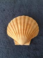 diverse bolle jacobs schelpen 13/14 cm herkomst Noorwegen, Verzenden, Schelp(en)