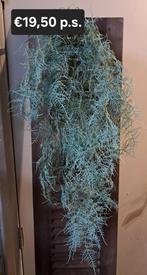 Lange en volle tak kunst asparagus €19,50 p.s., Ophalen of Verzenden, Nieuw