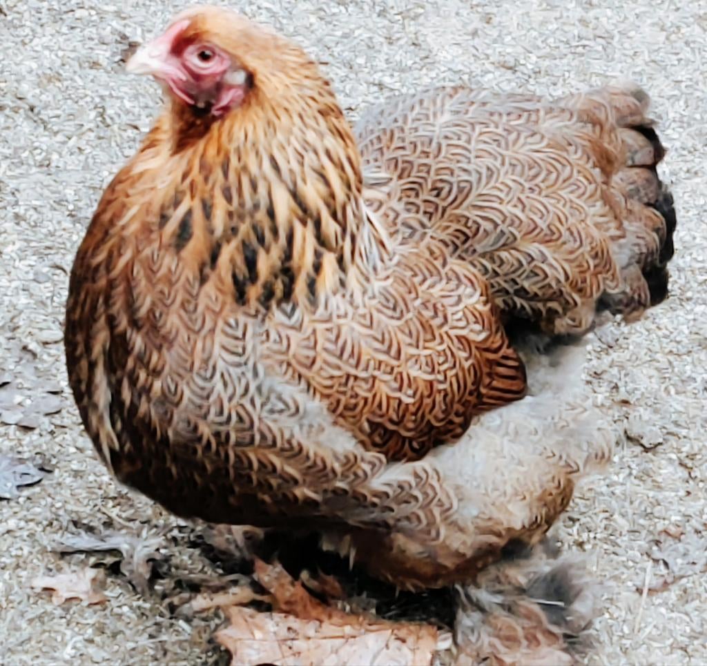 Brahma Kriel meerzomig goudpatrijs kuikens, Meerdere dieren, Kip