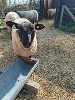 2 jaarling ooien 75% suffolk x 25 % cambridge, Dieren en Toebehoren, Vrouwelijk, Schaap