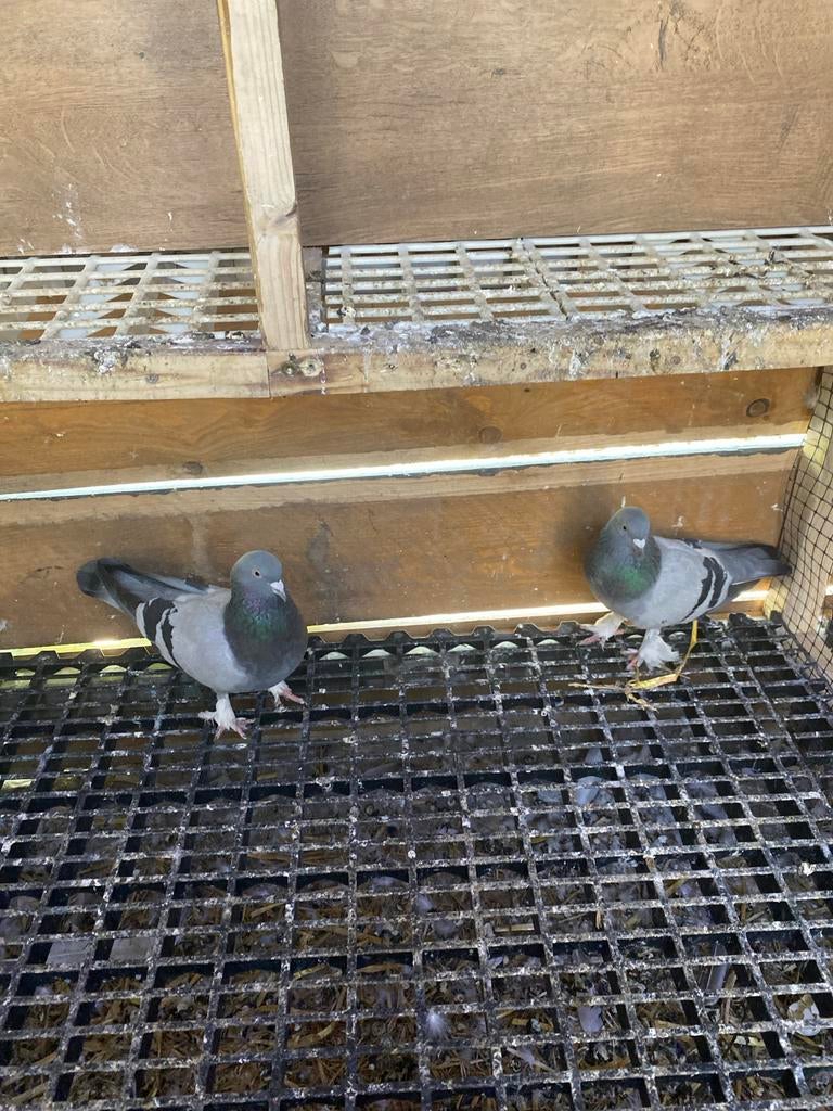 Takla düiven, Mannelijk