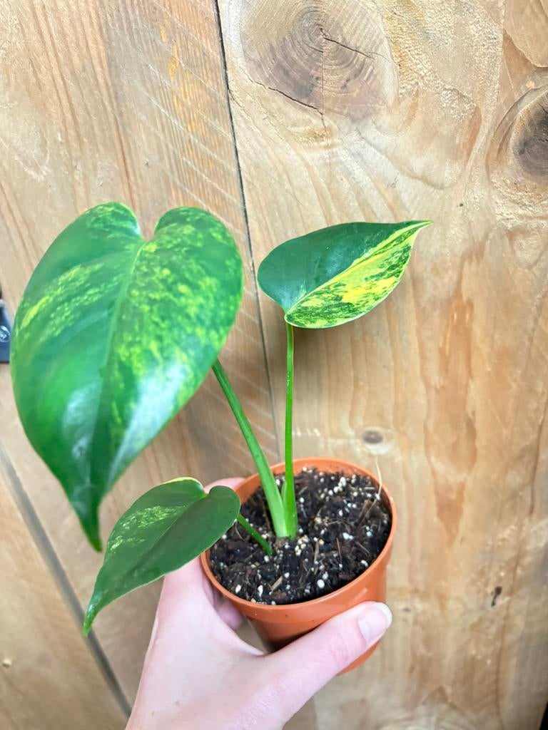 Monstera deliciosa variegata plant aurea yellow lemon lime, Huis en Inrichting, Kamerplanten, Ophalen of Verzenden, Halfschaduw