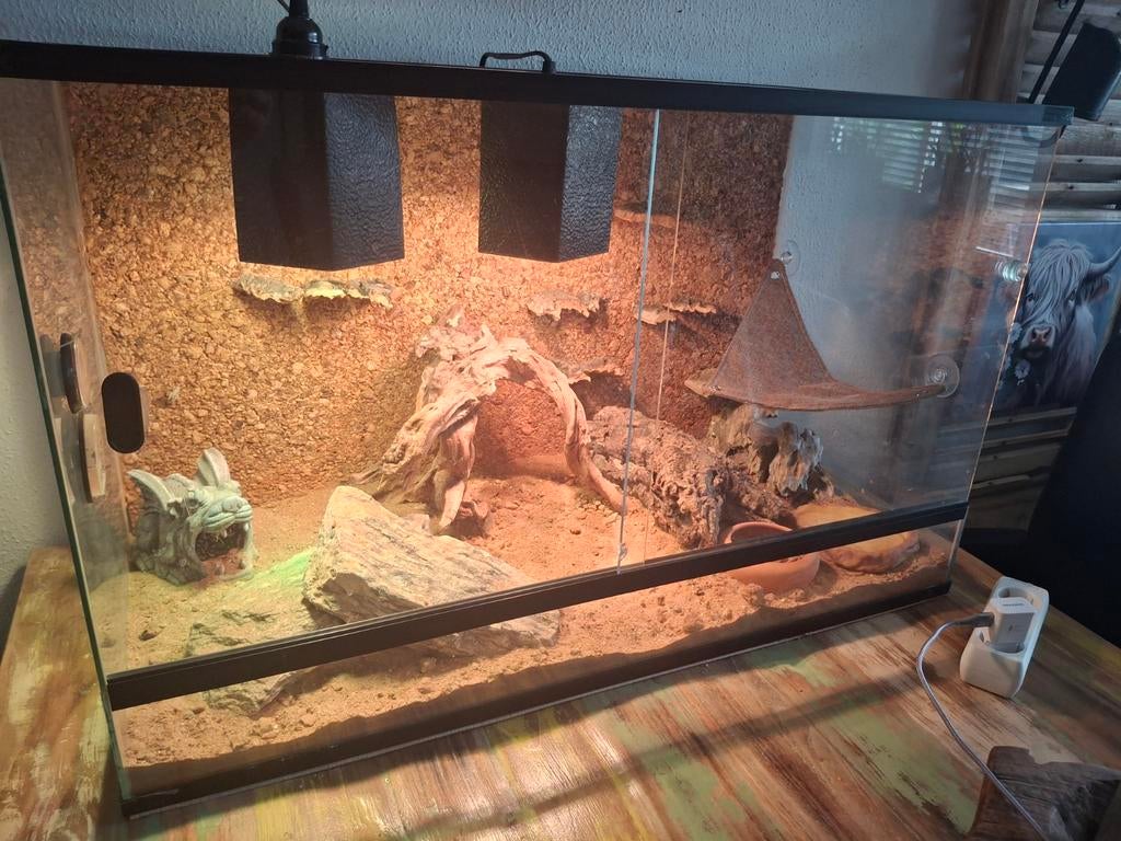 Dwerg baardagaam te koop., Dieren en Toebehoren, Ophalen, Zo goed als nieuw